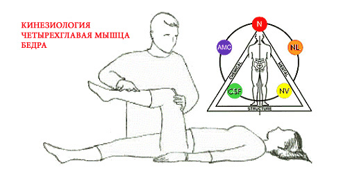 Пример кинесиологического теста.